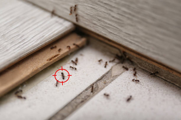 Best Residential Pest Control  in Rockwell, AR