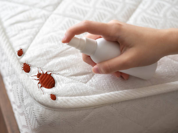 Best Pest Removal Services  in Rockwell, AR