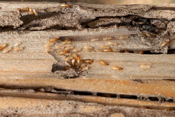 Best Pest Removal Services  in Rockwell, AR