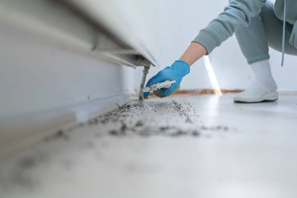 Best Cockroach Control Services  in Rockwell, AR